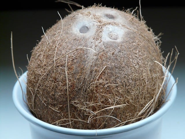 coconut-60390_640