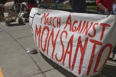 Monsanto set to halt GM push in Europe