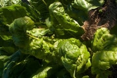 Preventing Macular Degeneration with Spinach