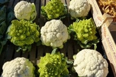 Cauliflower Prevent Various Cancers