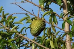Could the Tropical Fruit Soursop Be a Solution to Cancer?