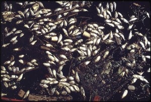 800px-DEAD_FISH_ON_THE_SHORE_OF_MIDDLE_BRANCH,_NEAR_PORT_COVINGTON_IN_BALTIMORE_HARBOR_-_NARA_-_546792