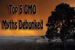 Top 5 GMO Myths Debunked