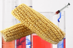 French President Maintains Monsanto GMO-Corn Ban