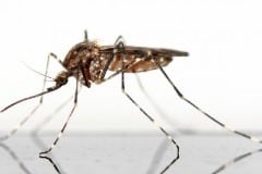 New Malaria Vaccine Proves 100% Effective