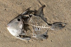 Something Is Killing Life All Over The Pacific Ocean