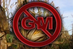 Mexico Suspends GMO Corn, Effective Immediately