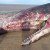 Gray whale dies bringing us a message