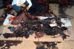 “About 100 plastic debris and bags killed a young sperm whale found stranded in Mykonos Island in Greece in 2006. Together with pieces of nets, ropes and plastic covers of all kind of human products, they were found in the stomach of the sperm whale by the scientific team of the Pelagos Cetacean Research Institute. http://www.pelagosinstitute.gr