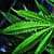 Uruguay Becomes World’s First to Legalize Marijuana
