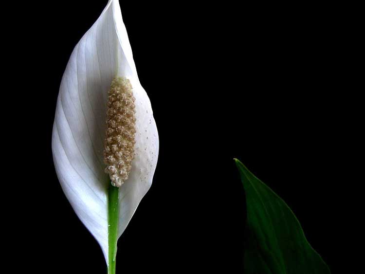 800px-Peace_Lily