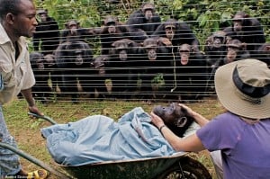 Chimps in the Cameroon mourn the passing of their friend Dorothy, October 2009. But why does this ´human-like´behavior surprise us? CREDIT: Monica Szczupider, Daily Mail