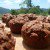 Healthy, Plant-Based Chocolate Zucchini Muffins