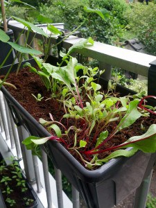 Radish, beet and purslane growing in a small window box. Credit: Samantha cy-v, Flickr