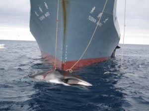 AustralianCustoms-WhalingInTheSouthernOcean_3 (1)