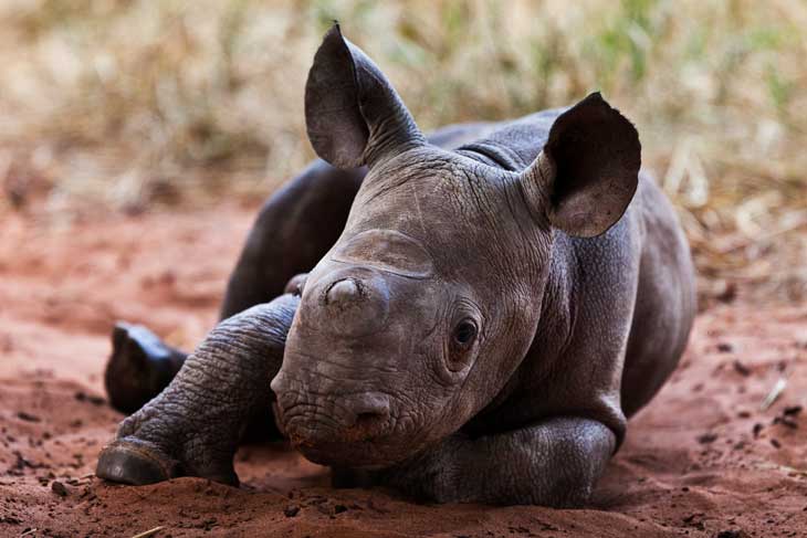 01-Baby-Rhino