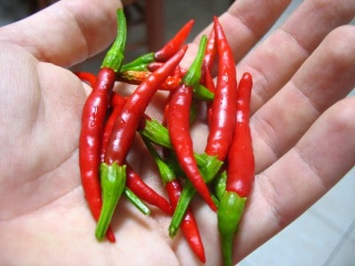 Mature_Chile_de_arbol_peppers