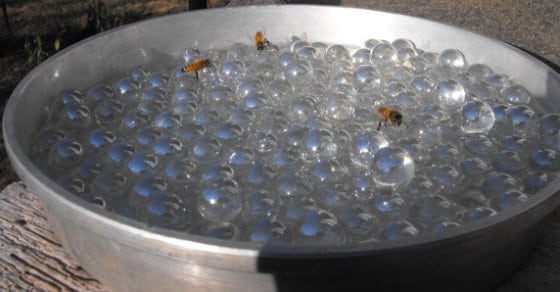 bees-need-water-tooo