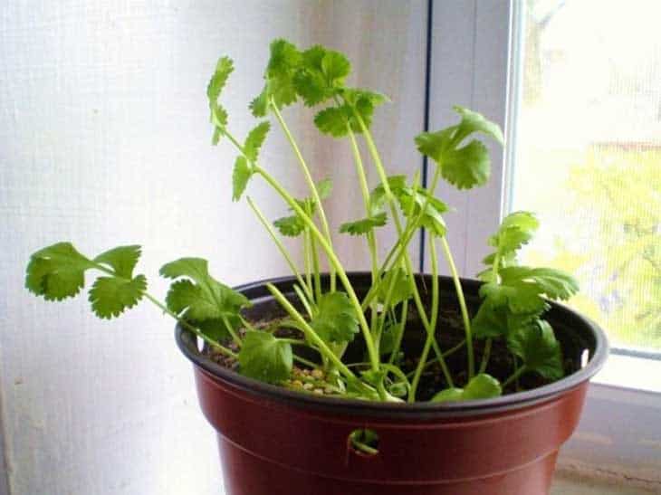 10-vegetables-herbs-you-can-eat-once-and-regrow-forever