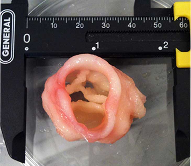 A 3-D print of an artificial heart valve. Image: Jonathan T. Butcher, Cornell University