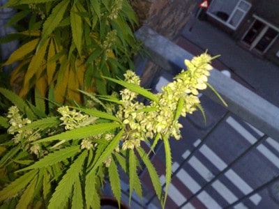 Flowering_male_marijuana_plant