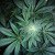 Dope Hope: Marijuana May Combat Cancer Spread, Study Shows