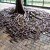 10 Tree Roots Winning Their Battle Against Concrete