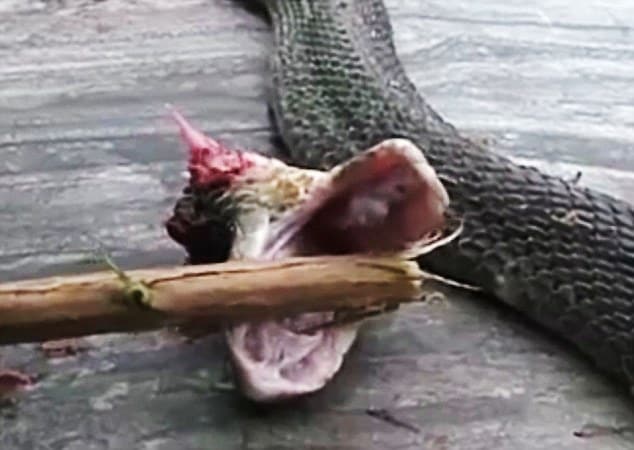 VIDEO Snakes Revenge As Severed Head Bites And Kills Chef.