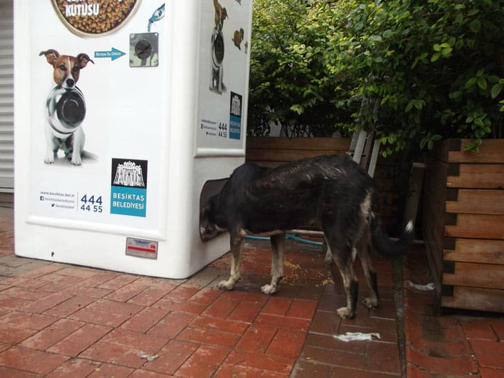This Recycle Bin in Istanbul Gives Food to Stray Animals - True Activist