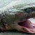 Video Shows Cobra Kills a Chef While He Was Cooking it! (Graphic Content)