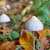 Hopkins Study Shows That “Magic Mushrooms” Help Heavy Smokers Quit