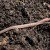Awesome: Using Worms To Purify Waste Water