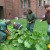 Man Creates An Organic Gardening And Theater Program For Juvenile Inmates