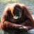 The Beginning Of The End For Zoos? Orangutan Wins Rights And Freedom In Landmark Case