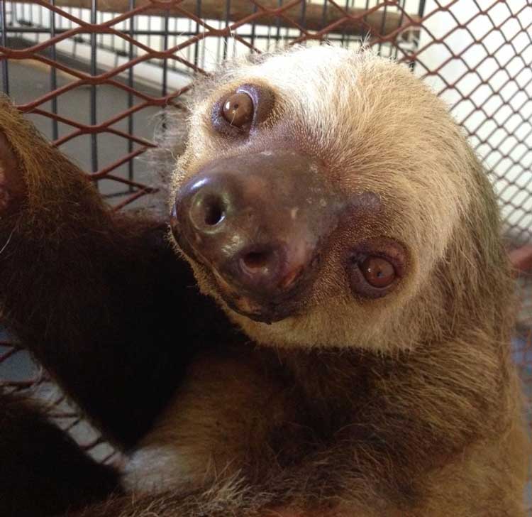 Sloths are just one species at risk from habitat destruction due to cattle ranching in tropical rainforests