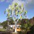 New “Wind Tree” Generates Wind Power Silently In Tight Spaces!