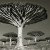 This Woman Took Pictures Of Trees for Over 14 Years… And What She’s Captured Is Incredible