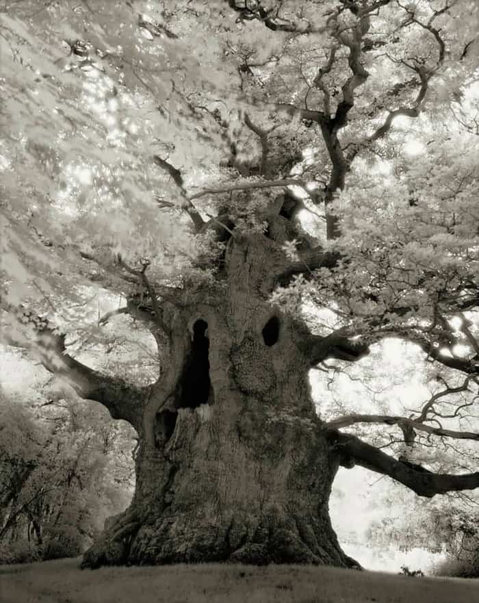 tree-16
