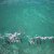 Surf’s Up for Dolphins in Australia
