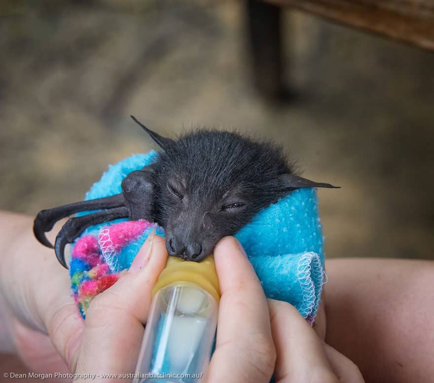 Credit: Australian Bat Clinic