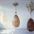Ingenious, Organic Burial Pods Will Transform Your Loved Ones Into Trees After They Die