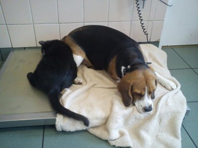 Radamenes gives some loving to a sick beagle