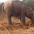 This Mother Elephant Spent 11 Hours Frantically Digging To Free Her Calf