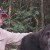 Watch The Amazing Moment Two Gorillas Are Reunited With Their Human Friends!