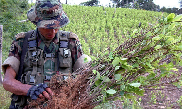 A Colombian soldier inspects a coca plant at a 20 hectare plantation found by the army in Sardinata, Colombia, near the northeastern border with Venezuela, on Saturday, Nov 9, 2002  Credit: Efrain Patino