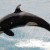Bad News For SeaWorld: 103-Year-Old Orca Recently Spotted Thriving In The Wild