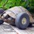 90-Year-Old Tortoise Receives New Wheels After Feet Were Chewed Off By Rats