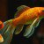 [Study] The Human Attention Span Is 8 Seconds – Less Than A Goldfish!