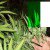 Italian Army Is Growing Country’s First Marijuana Crop