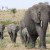African Elephants May Go Extinct Within The Next Decade